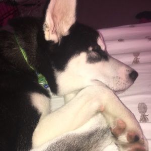 Meet your Posher, Miranda